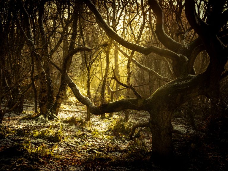 Morning light 
